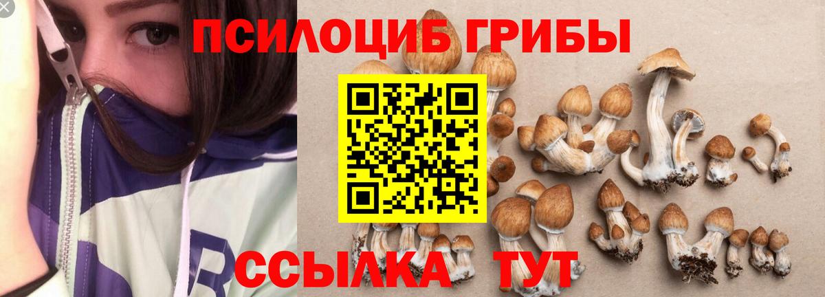 Псилоцибиновые грибы Psilocybe Краснотурьинск